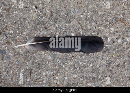 feather dropped by bird lying on the ground Stock Photo