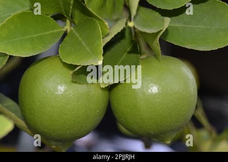 View from the front of two lemon fruits hanging between the leaves Stock Photo