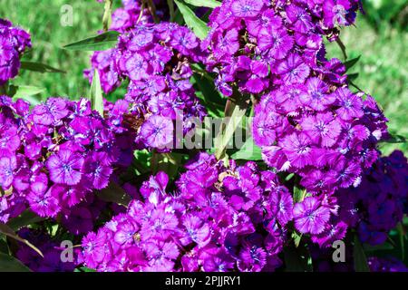 carnation flowers growing in the garden bloom with dark pink or purple velvety inflorescences, selective focus Stock Photo