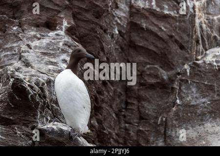 The common murre or common guillemot on the cliff in scotland. Stock Photo