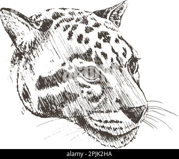 and drawn realistic sketch of clouded leopard, vector illustration Stock Vector