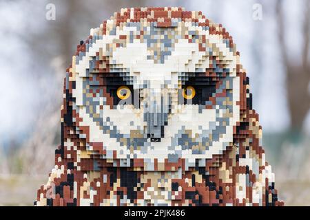 Close up of a Short eared owl sculpture made out of Lego bricks seen in Merseyside in April 2023. Stock Photo