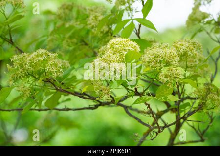 Ptelea trifoliata Aurea, golden stinking ash, deciduous shrub, trifoliate leaves, small green/yellow flowers Stock Photo