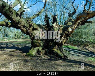 'Old Knobbly' is an 800-year old ancient oak tree in the village of Mistley, Essex, UK Stock Photo