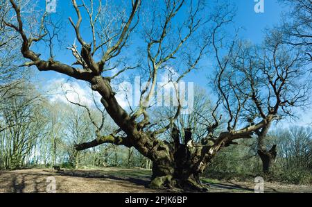 'Old Knobbly' is an 800-year old ancient oak tree in the village of Mistley, Essex, UK Stock Photo