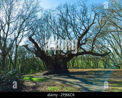 'Old Knobbly' is an 800-year old ancient oak tree in the village of Mistley, Essex, UK Stock Photo