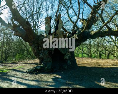 'Old Knobbly' is an 800-year old ancient oak tree in the village of Mistley, Essex, UK Stock Photo