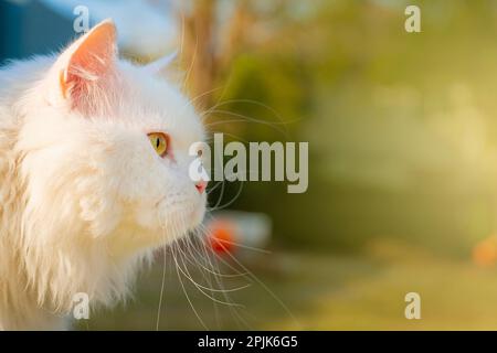 White Persian cats looking forward in nature Stock Photo