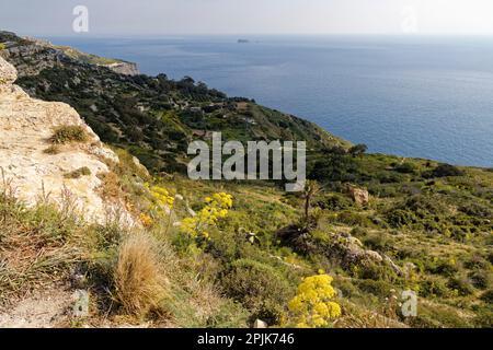 Dingli cliffs, Malta. 23rd Mar, 2023. With their 250 m of altitude, the cliffs of Dingli constitute the highest point of Malta. Stock Photo