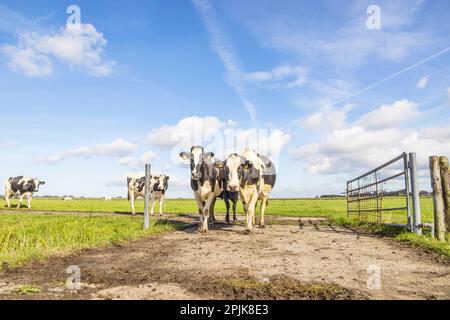 Walking cows in a field, approaching oncoming on a path happy and joyful and a blue sky, a landscape front view Stock Photo