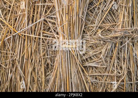 Closeup view of dry straw in morning sunlight - textured graphic background Stock Photo