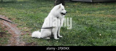 Big white dog with fluffy samoyed on the grass Stock Photo