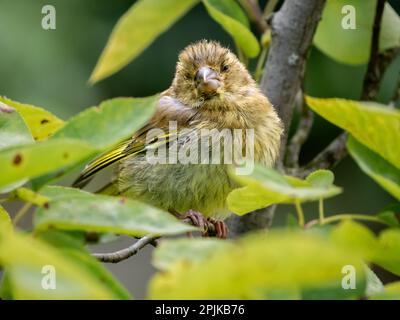 Greenfinch, Carduelis chloris, perched on branch showing signs of Finch disease (Trichomoniasis), Netherlands Stock Photo