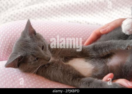 Girl in pink pants stroking a small gray cat lying in her lap. Young Woman wearing sweater sitting at home and petting feline. Female stroke kitten wi Stock Photo