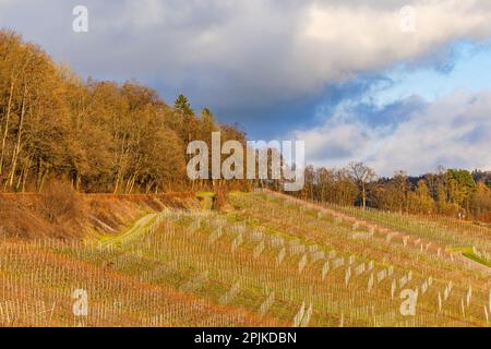 Picturesque vineyard with vines on a slope near Ingelfingen at sunset, Hohenlohekreis, Baden-Wuerttemberg, Germany Stock Photo