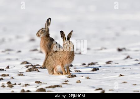 Winter hares... European hare ( Lepus europaeus ), two hares in snow on a field Stock Photo