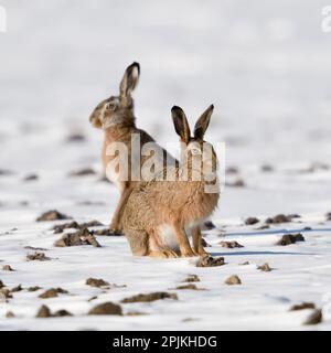 Winter hares... European hare ( Lepus europaeus ), two hares on a snowy field Stock Photo