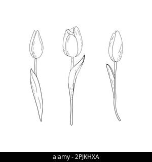 Hand-drawn vector set of outline tulips with shading  Stock Vector