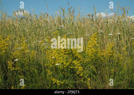 yellow bedstraw on the field edge in front of a rye field Stock Photo