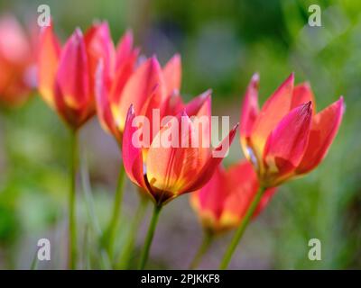 Tulip (Tulipa) variety Little Princess. Germany Stock Photo