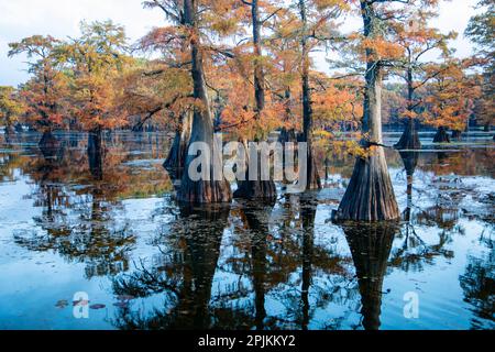 Bald cypress in fall color Stock Photo