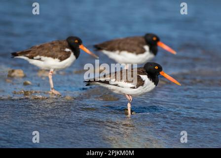 American oystercatcher on oyster reef Stock Photo