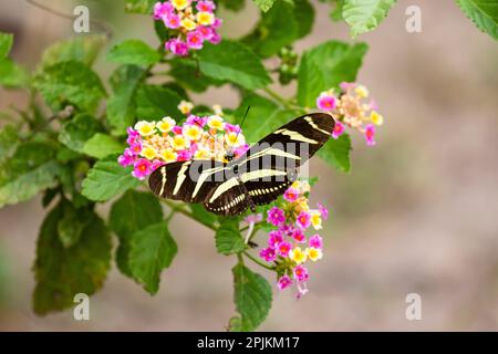 Zebra Heliconian feeding Stock Photo