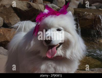 Samoyed in Palm Desert, California Stock Photo