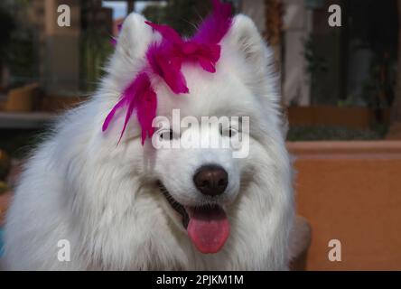 Samoyed in Palm Desert, California Stock Photo