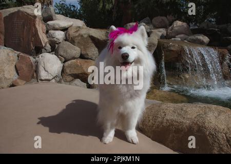 Samoyed in Palm Desert, California Stock Photo