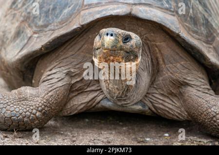 Giant tortoise lumbers along at the Charles Darwin Research Center. Stock Photo