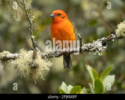 Flame-colored tanager, Costa Rica, Central America Stock Photo