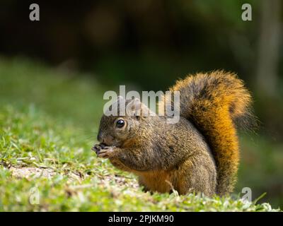 Red-tailed Squirrel, Bosque del Paz, Costa Rica Stock Photo