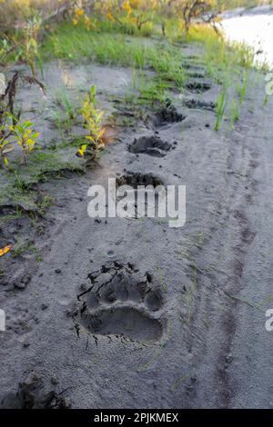 USA, Alaska, Noatak National Preserve. Fresh tracks from a Brown Bear. Stock Photo