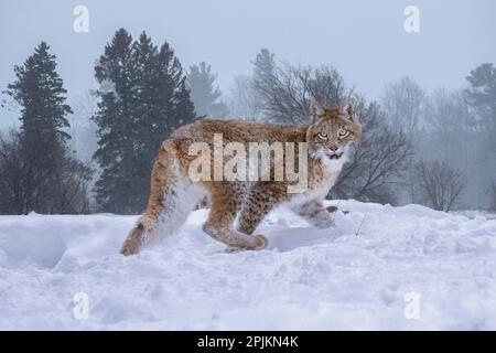 USA, Montana. Captive bobcat in snow. Stock Photo