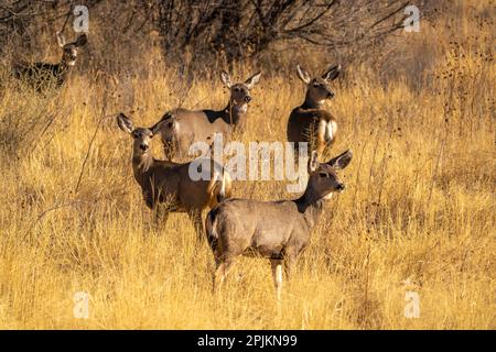 USA, New Mexico, Bosque Del Apache National Wildlife Refuge. Group of female mule deer in grassy field. Stock Photo