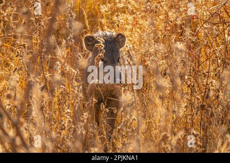 USA, New Mexico, Bosque Del Apache National Wildlife Refuge. Javelina in brush. Stock Photo