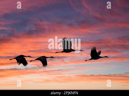 USA, New Mexico. Bosque Del Apache National Wildlife Refuge with sandhill cranes in flight silhouetted at sunset. Stock Photo
