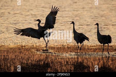 USA, New Mexico. Bosque Del Apache National Wildlife Refuge with sandhill cranes in pond silhouetted at sunset. Stock Photo