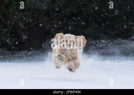 USA, Tennessee. Cocker spaniel running in the snow. Stock Photo