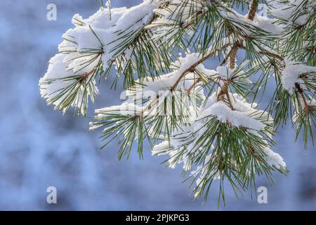 USA, Washington State, Seabeck. Snowy shore pine tree branches. Stock Photo