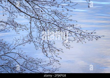 USA, Washington State, Seabeck. Snow-covered alder tree branches on shore of Hood Canal. Stock Photo