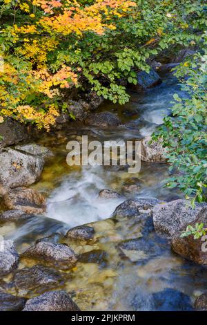 Fall colored vine maple, Stevens Canyon, Mount Rainier National Park ...