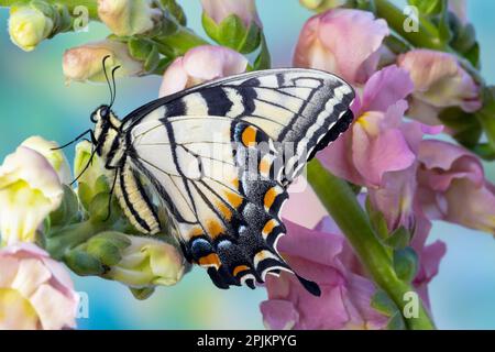 USA, Washington State, Sammamish. Eastern tiger swallowtail butterfly on Snapdragon Stock Photo