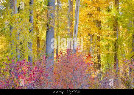 USA, Washington State. Cottonwoods and wild Dogwood trees in fall color near Winthrop Stock Photo