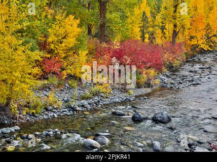 USA, Washington State. Cottonwoods and wild dogwood along Peshastin Creek, off of Highway 97 Stock Photo