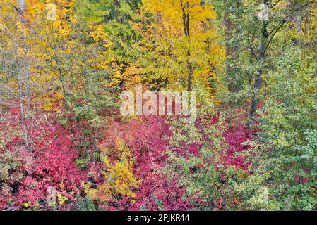 USA, Washington State. Cottonwoods and wild dogwood along Peshastin Creek, off of Highway 97 Stock Photo