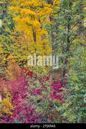 USA, Washington State. Cottonwoods and wild dogwood along Peshastin Creek, off of Highway 97 Stock Photo