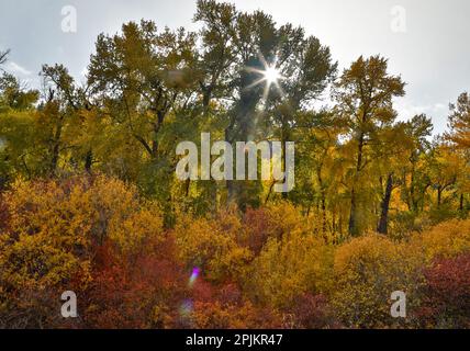 USA, Washington State. Cottonwoods and wild dogwoods trees in Autumn Color. Stock Photo