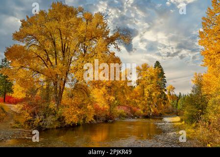 USA, Washington State. Cottonwoods and wild dogwoods trees in Autumn Color along the Yakima River Stock Photo